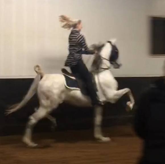 Meet your Posher, Stevie - Picture 1 of 1